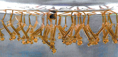 Mosquito control RDKB